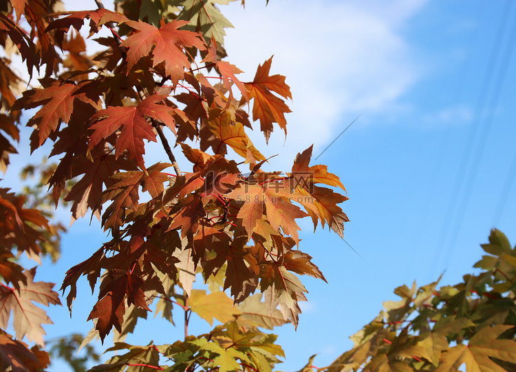 秋季到来蓝天白云下红枫叶子摄影