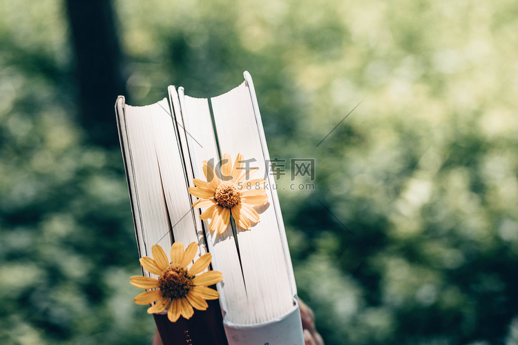书籍花朵摄影图