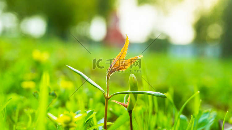 春天阳光小草植物摄影图