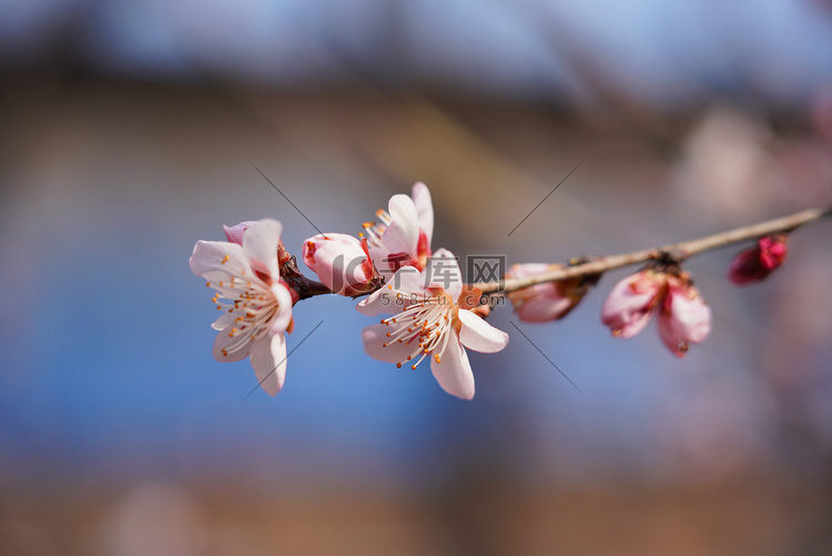 春季桃花花枝摄影图