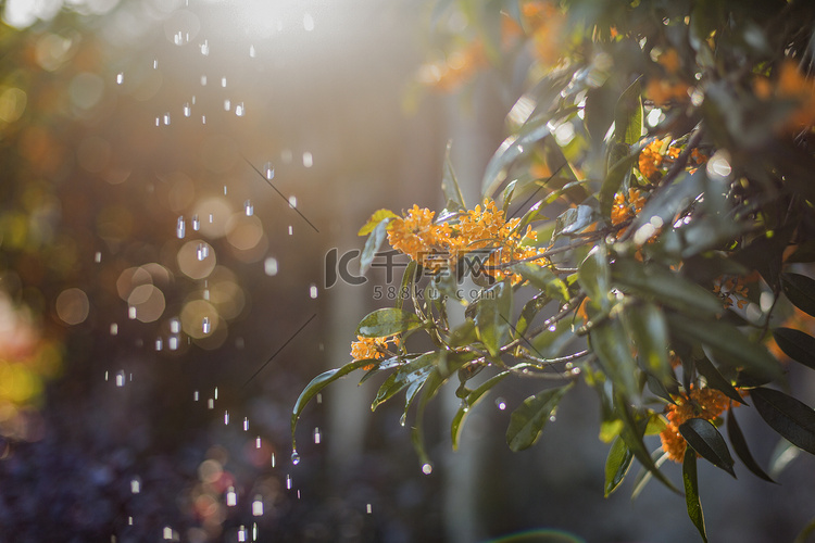 秋天逆光带水珠桂花摄影图