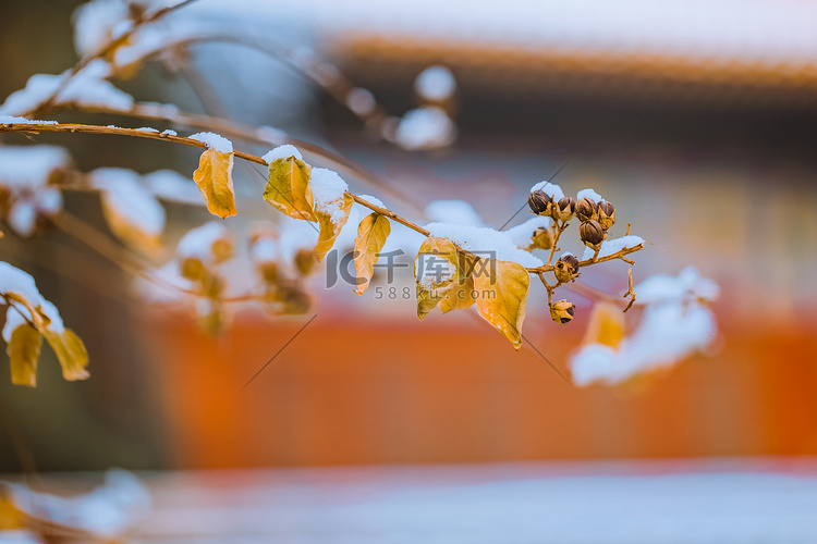 北京故宫枯黄树叶雪景摄影图