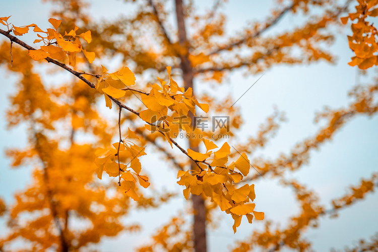 银杏树叶摄影图