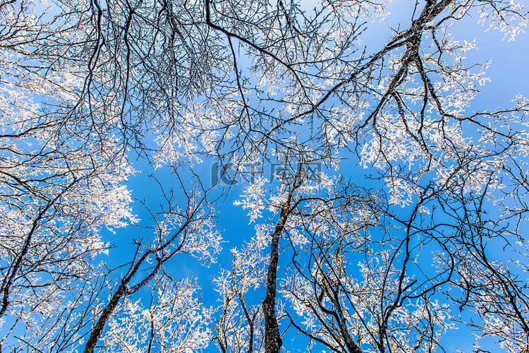 雾凇树枝和蓝天仰拍摄影图