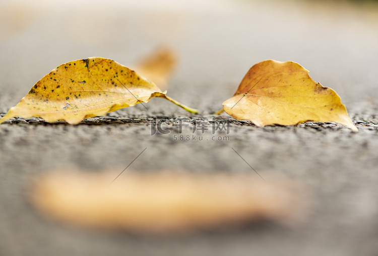 秋天地上落叶摄影图
