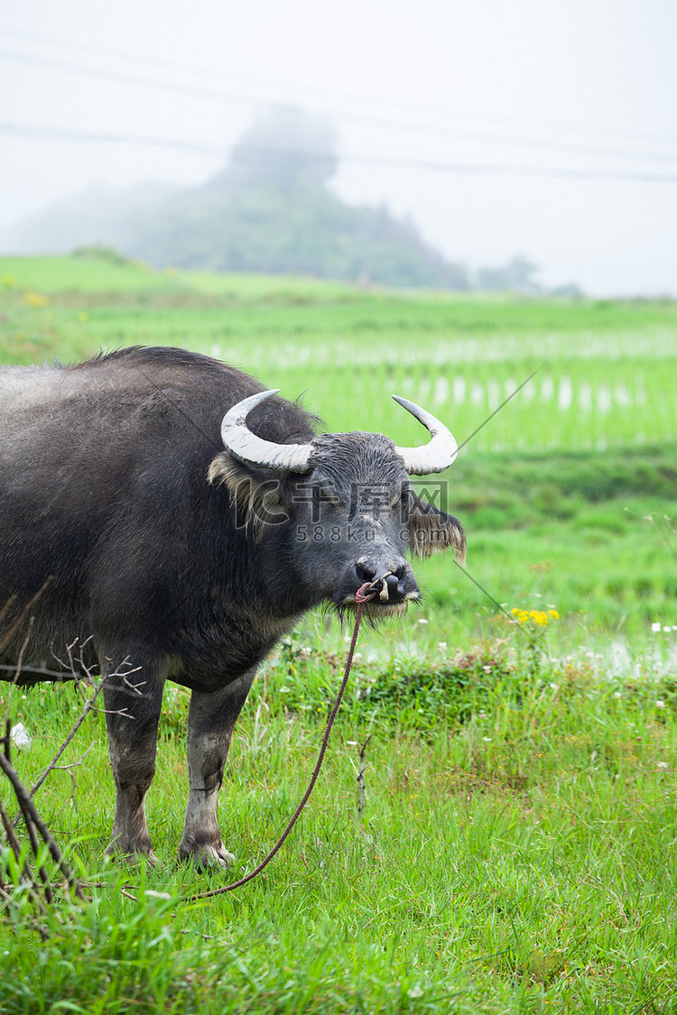 田野上牛摄影图