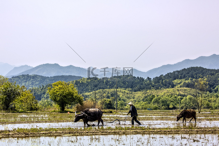 水牛人物和稻田的摄影图