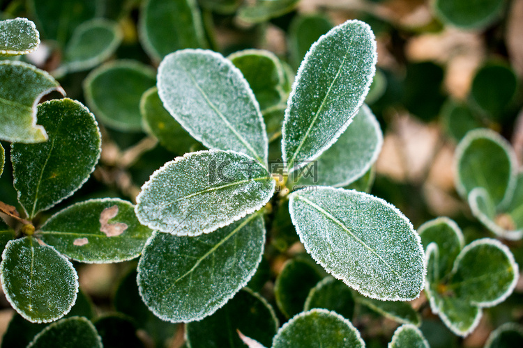 绿色植物上霜雪摄影图