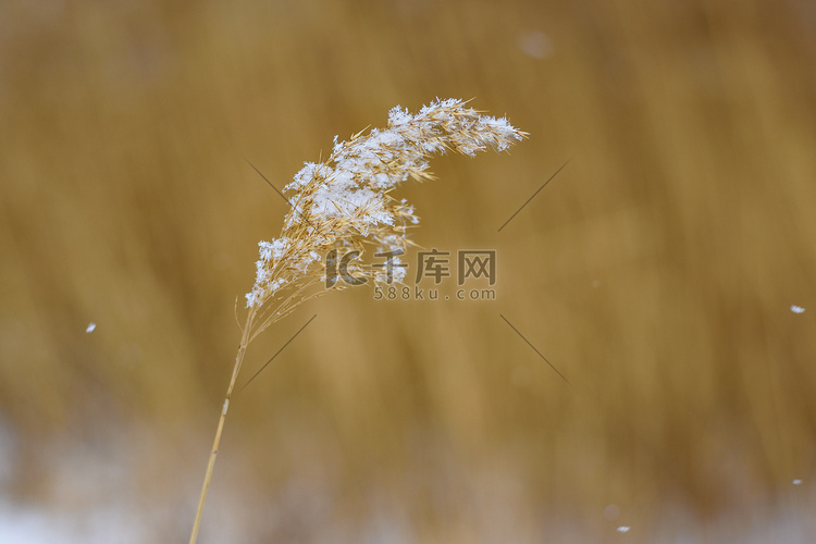 芦苇花上雪摄影图