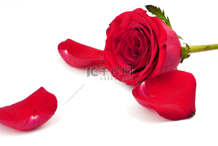 情人节红色玫瑰花摄影图