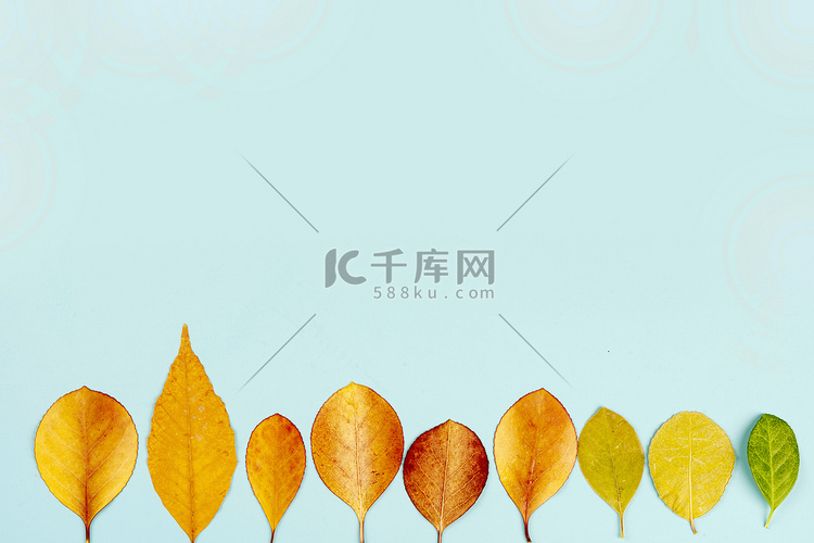 简洁清新彩色树叶排列摄影图配图