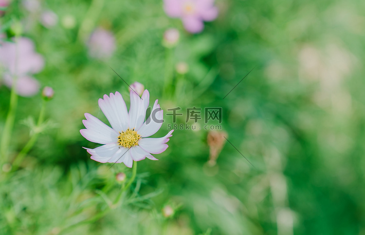 初夏清新自然植物花卉花朵摄影图