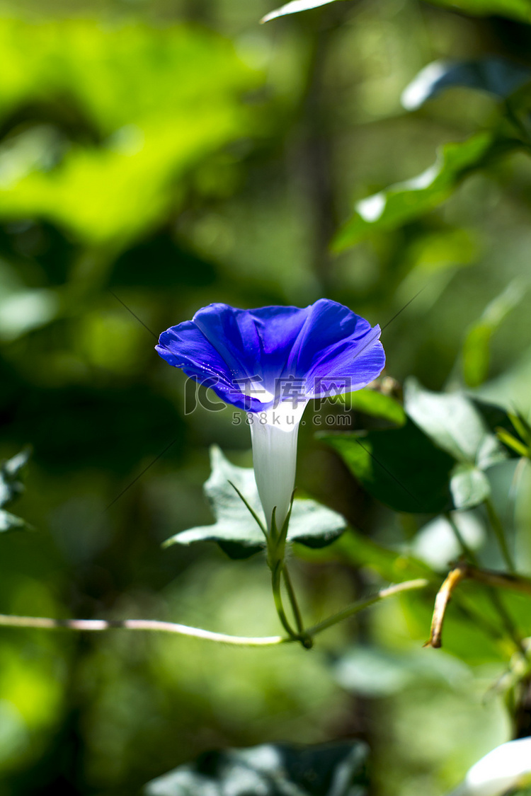 自然晌午喇叭花植物紫色摄影图配