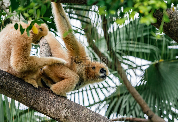 金丝猴猴子树上保护动物摄影图配