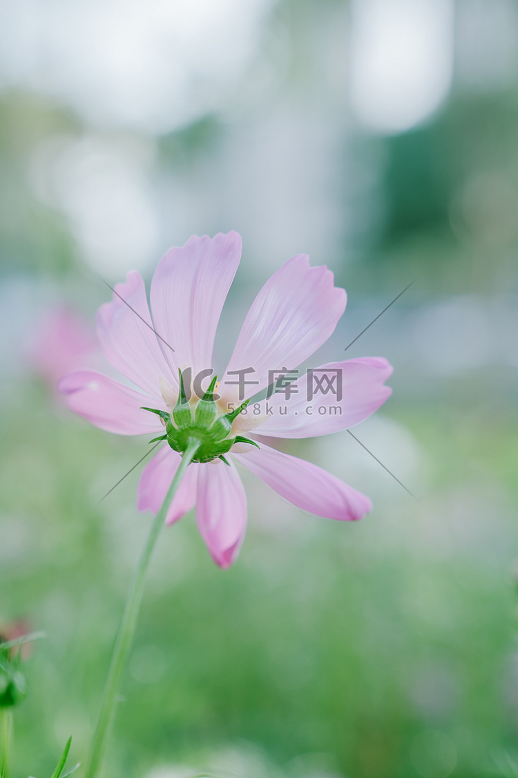 清新文艺花卉鲜花植物摄影图配图