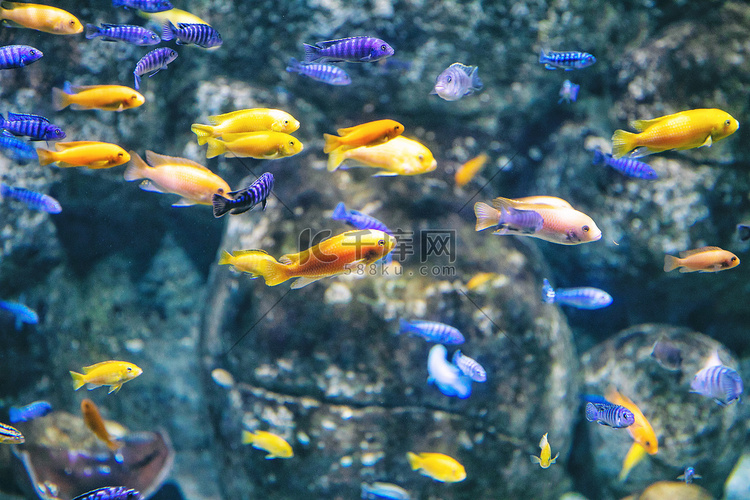 海洋馆白天热带鱼海底摄影图配图