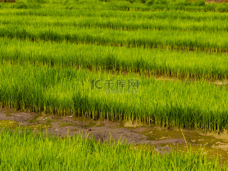 芒种水稻白天禾苗田地插秧摄影图
