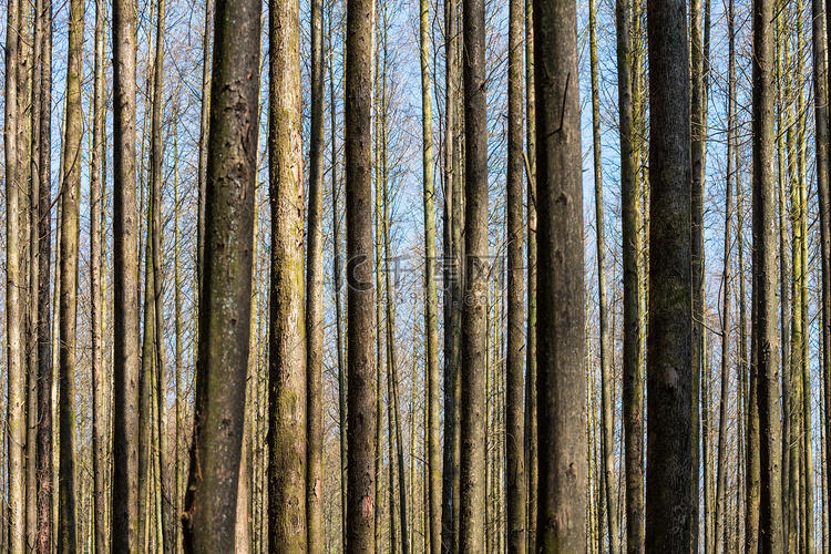山王坪树林上午树木室外摄影摄影