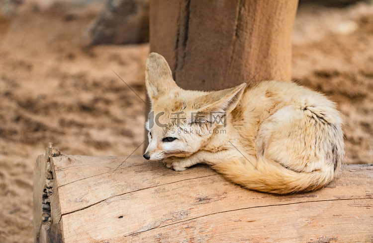 保护动物珍稀沙漠小狐耳廓狐摄影