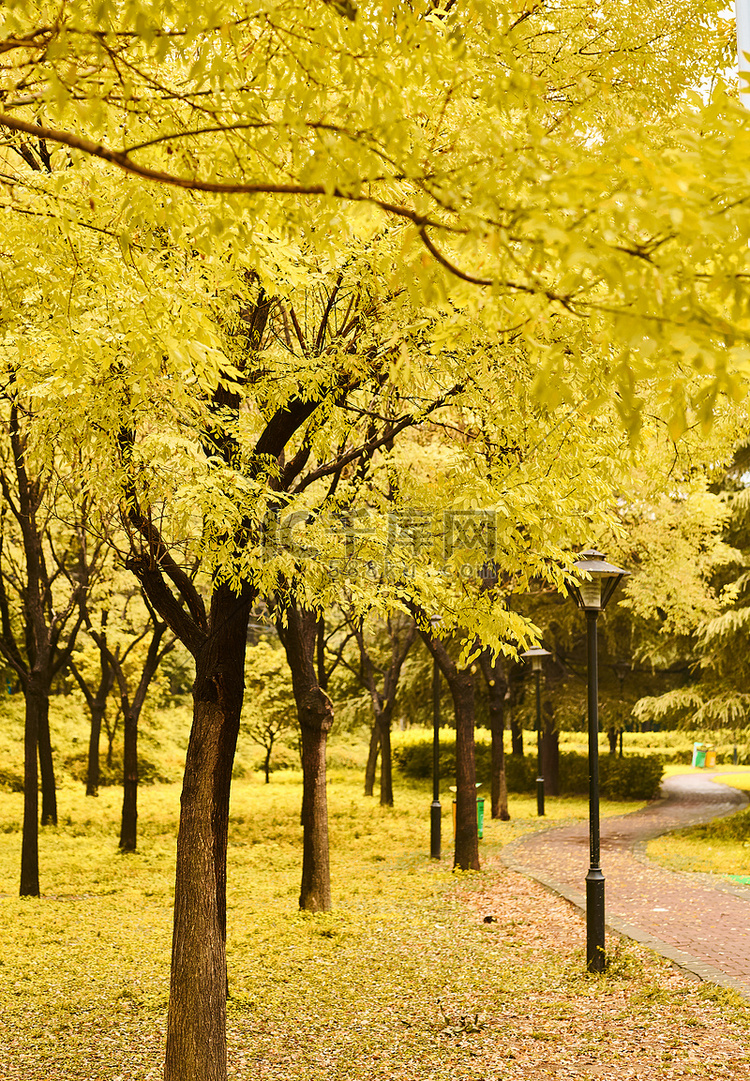 秋天的风景   金色的树叶 十