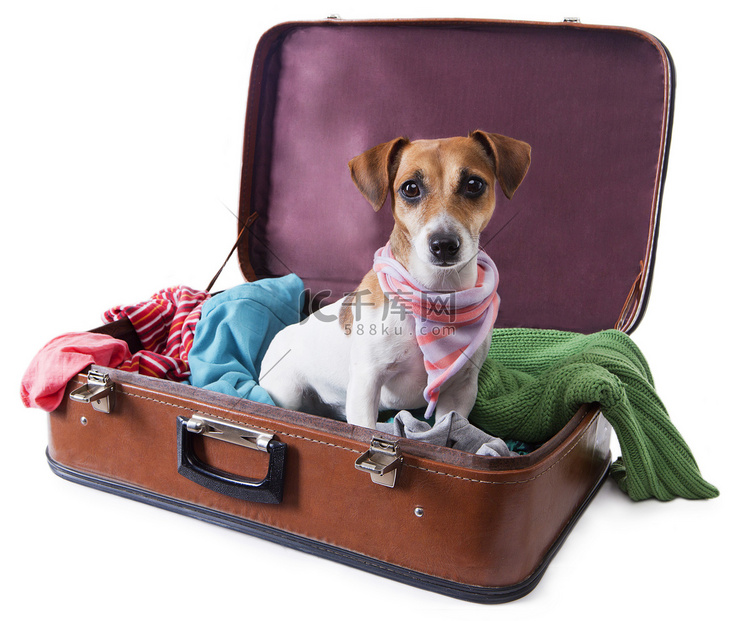 狗坐在手提箱旅行