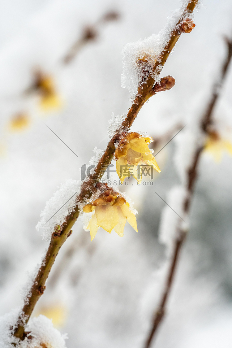 冬季雪景白天迎春花室外冬季雪景