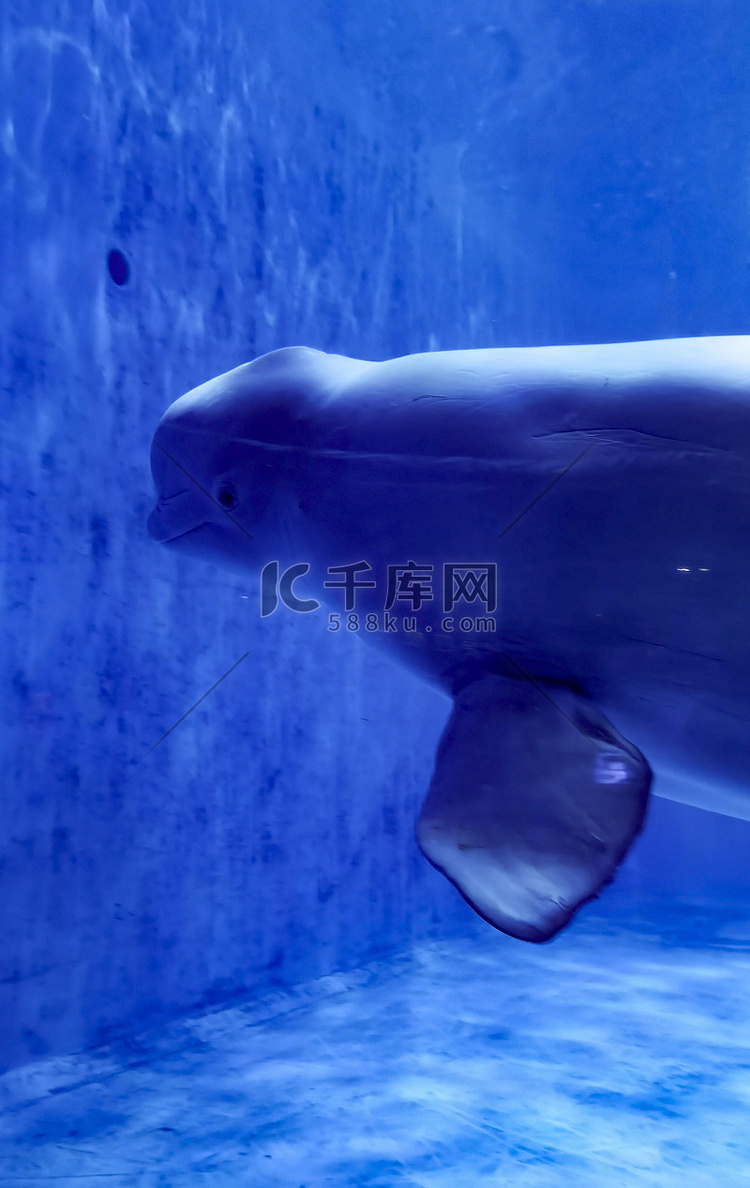 海洋动物白鲸鱼特写白天白鲸鱼海