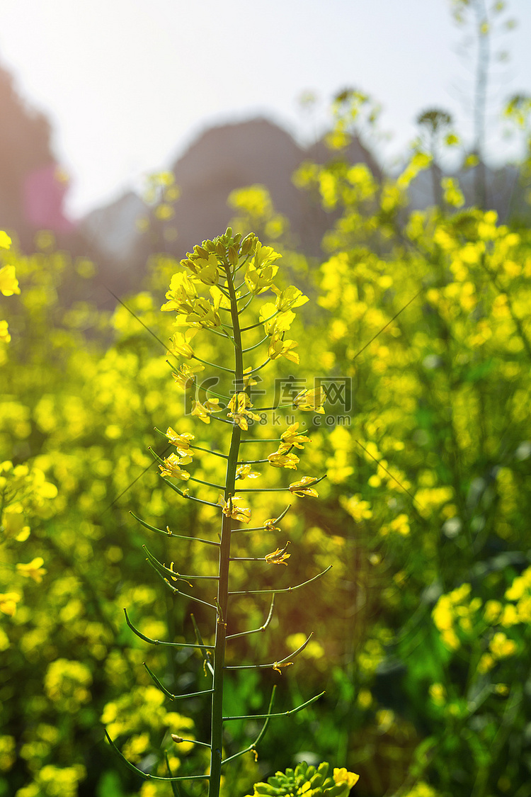 春天阳光下唯美的油菜花朵摄影图