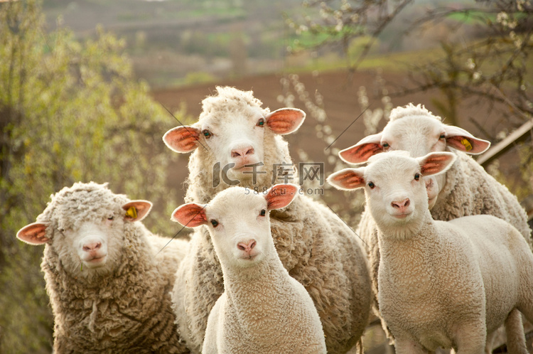 羊和小羊