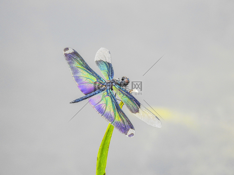 彩色蜻蜓春夏植物昆虫室外摄影图