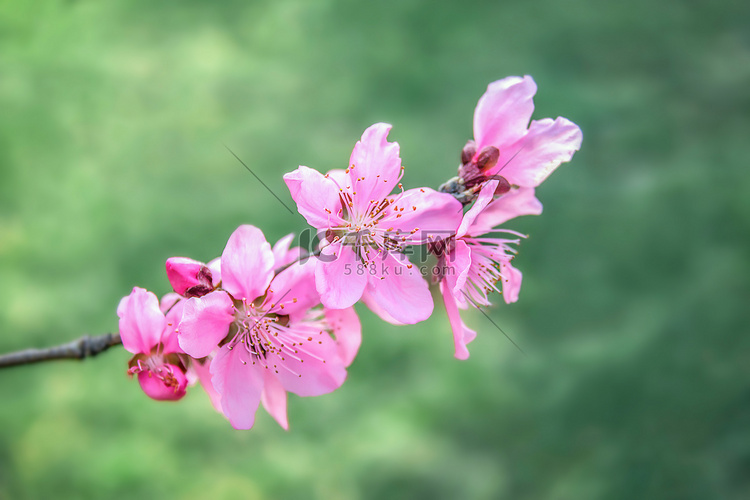 春天里一枝桃花盛开摄影图配图