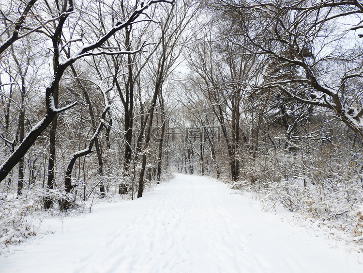 东北沈阳冬天冬至森林雪景下雪摄