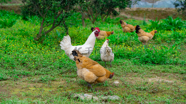 散养的土鸡春天一群鸡田园草地吃