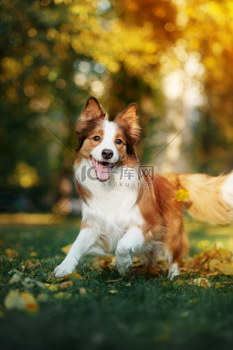 年轻的边境牧羊犬玩树叶在秋天