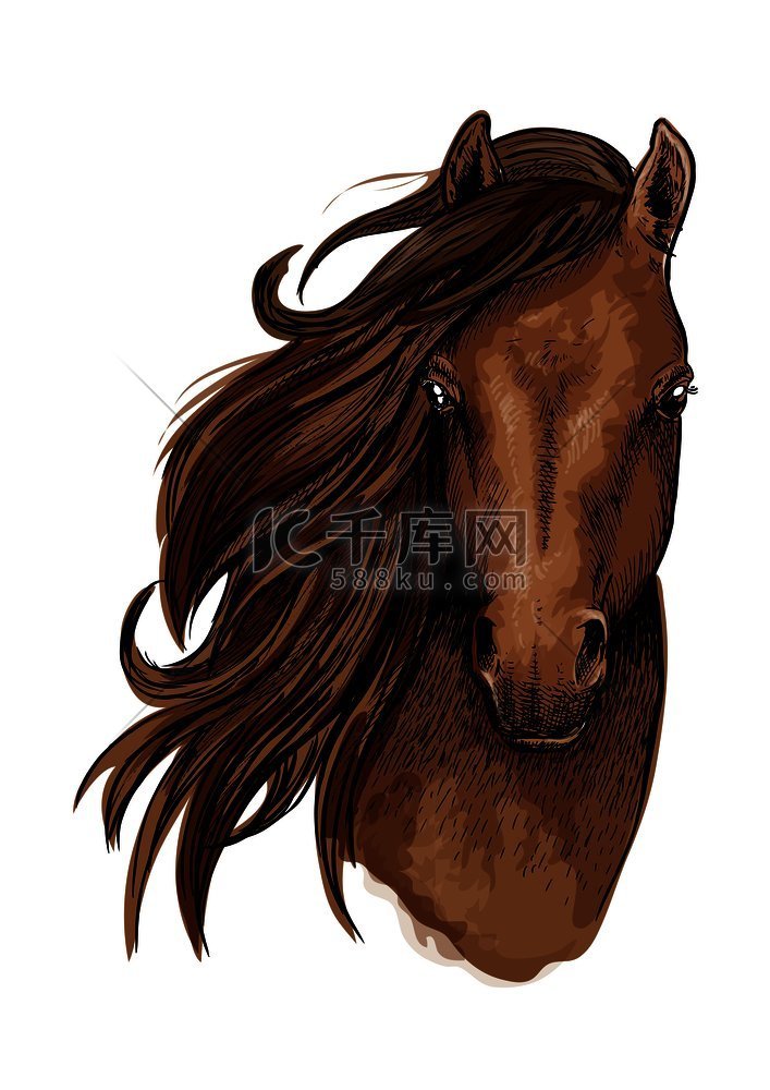 棕色马的艺术肖像美丽的野马长长
