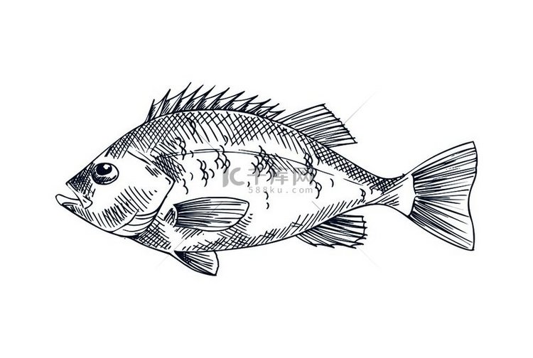 鲈鱼海鲜矢量单色插图手绘复古海