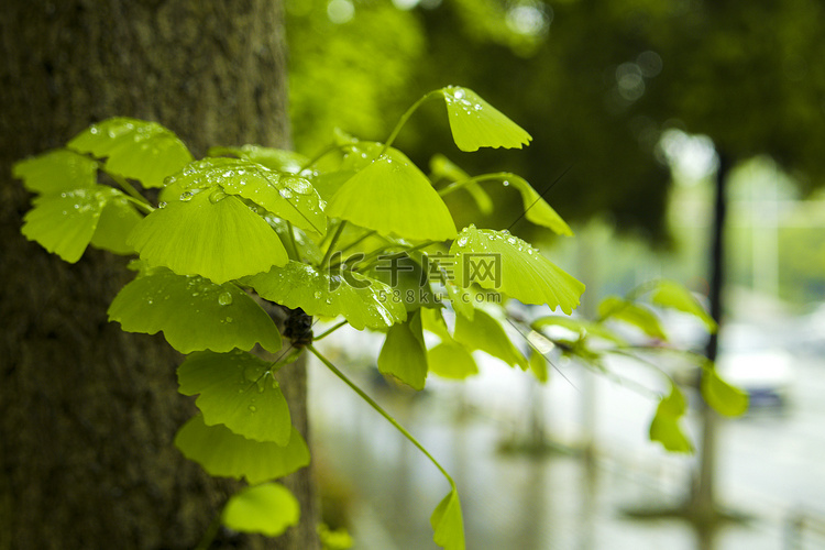 春季春分银杏叶谷雨二十四节气摄