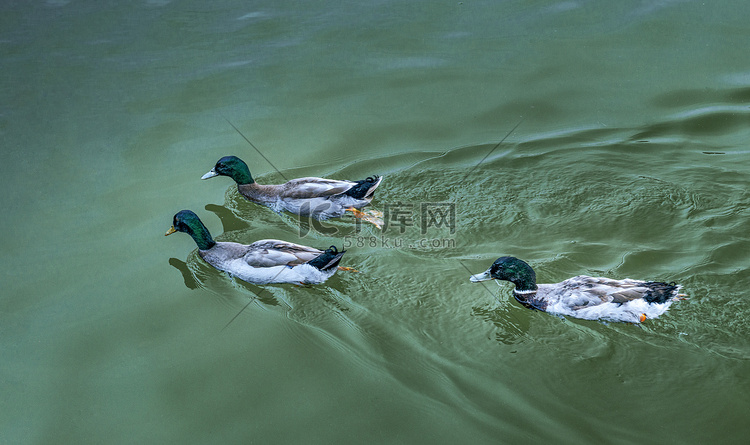 野鸭湖水下午野鸭夏季素材摄影图