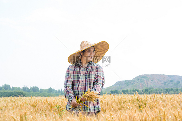 人物白天农民伯伯麦田拿麦子摄影