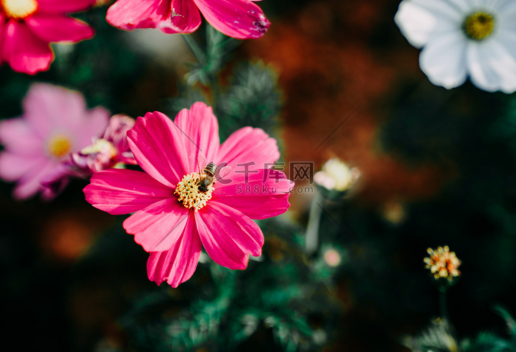 花卉花朵鲜花蜜蜂采花蜜摄影图配