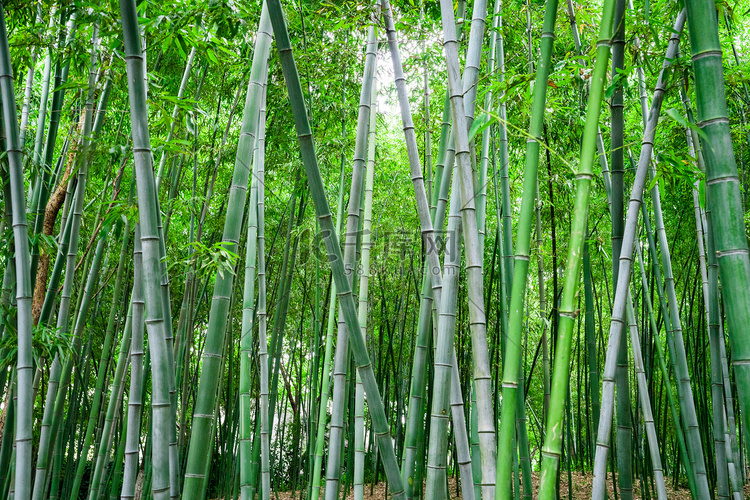 南山竹海绿色的竹林