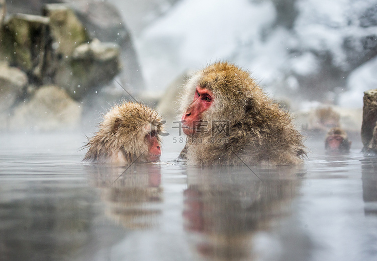 日本猕猴在温泉水中.