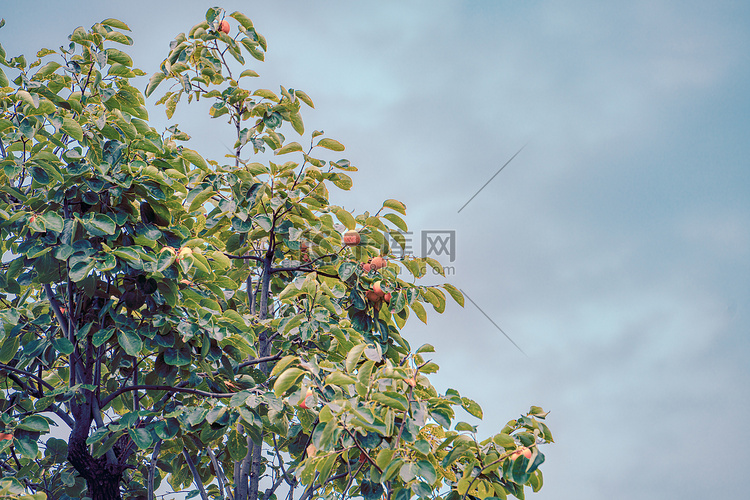 秋天果树风光白昼柿子树户外拍摄