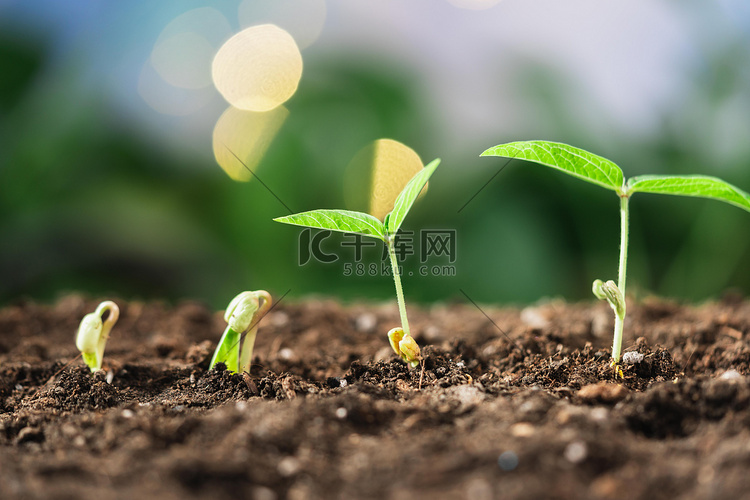 春天立春春分芽苗发芽户外种植摄