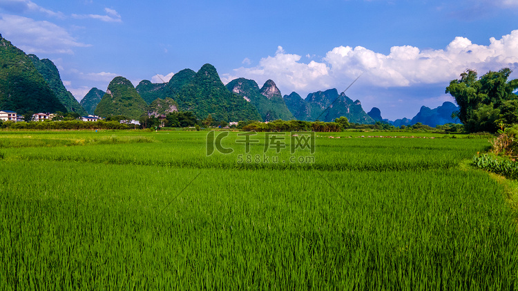 航拍稻田风景稻谷