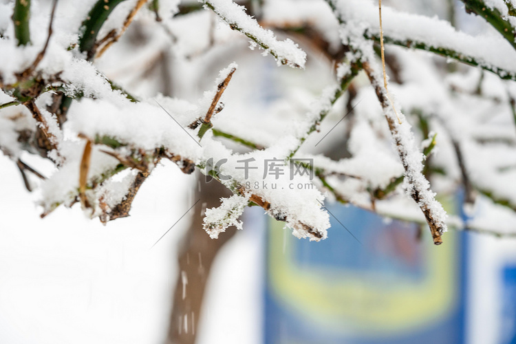 下雪白天落满雪的树枝室外落雪摄