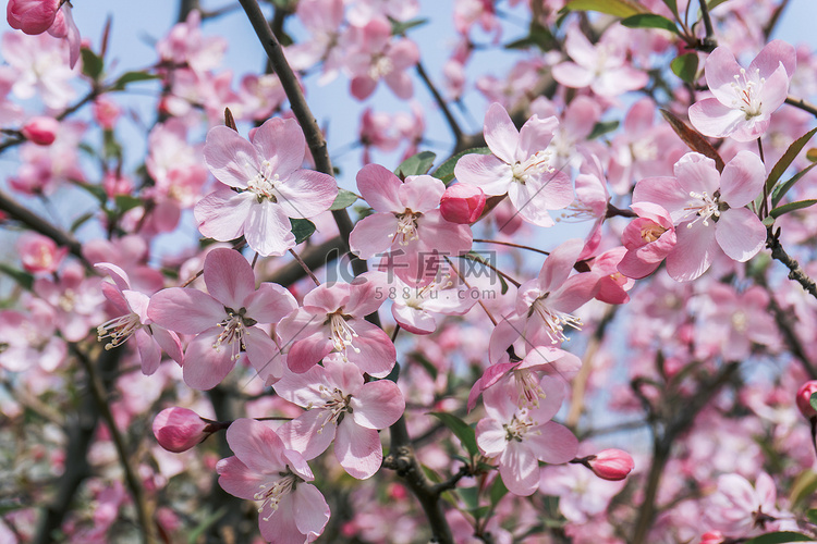 花季公园自然风景海棠花朵摄影图