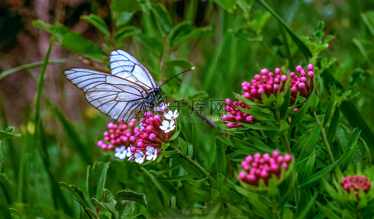 植被蝴蝶上午蝴蝶室外风景摄影图