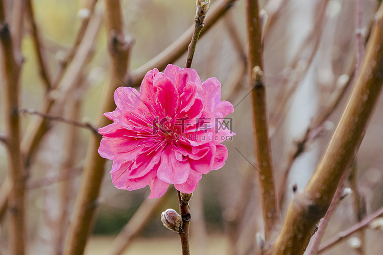 美丽梅花白天一朵梅花户外花朵摄