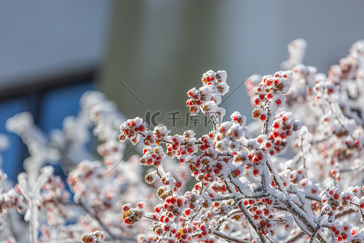 冬天树木种子和白雪摄影图